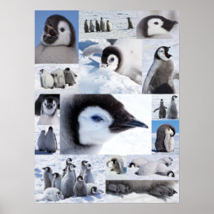 Poster Antarctic Emperor Penguin Chicks Photo Collage