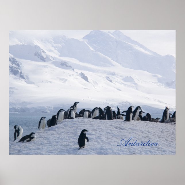 Poster Antarctique (Devant)