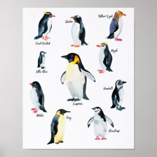 Poster " Antarctique : 2021/aujourd'hui - PINGOUIN espèce