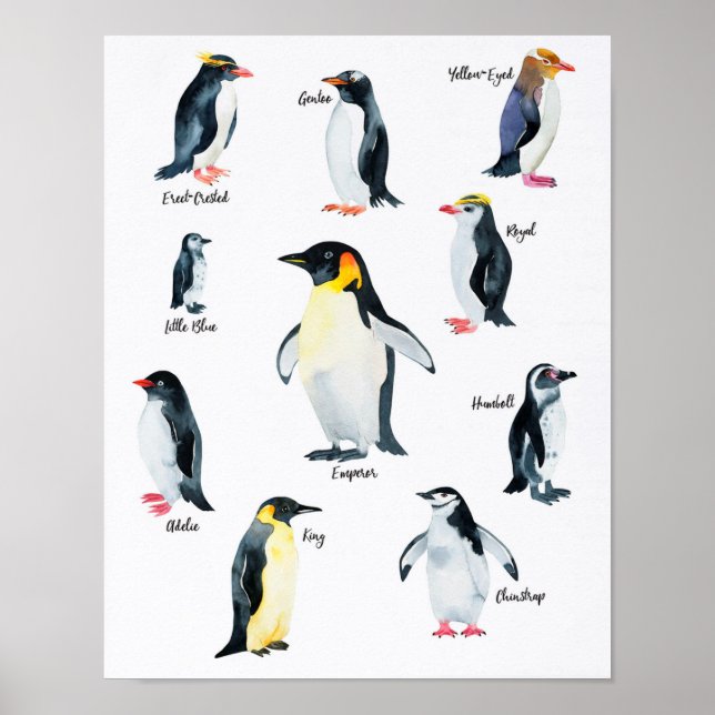 Poster " Antarctique : 2021/aujourd'hui - PINGOUIN espèce (Devant)