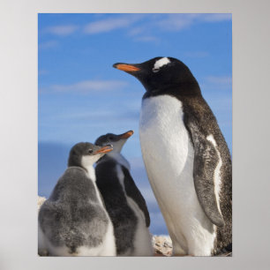 Poster Antarctique, Anse Neko (Port). Manchot papou 2