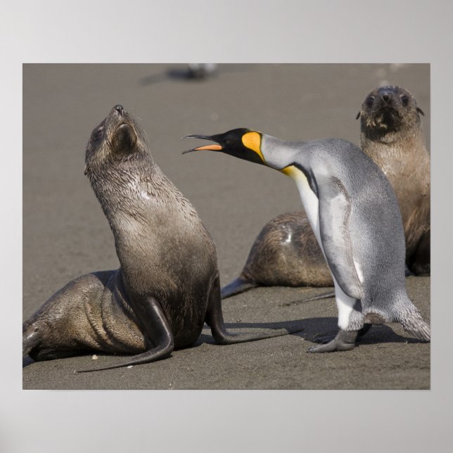 Poster Antarctique, île de Géorgie du Sud (Royaume-Uni),  (Devant)