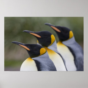 Poster Antarctique, île de Géorgie du Sud (Royaume-Uni), 