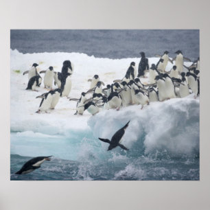 Poster Antarctique, île Paulet. Pingouins d'Adelie