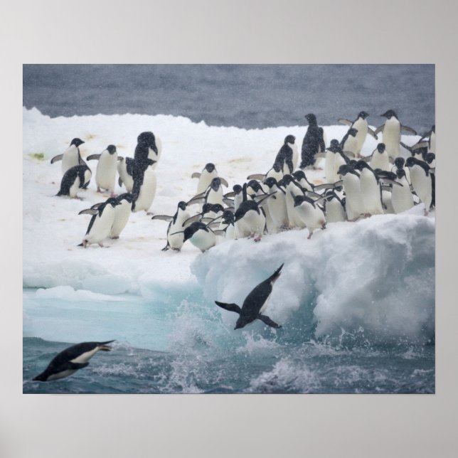 Poster Antarctique, île Paulet. Pingouins d'Adelie (Devant)