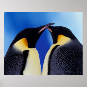 Poster Antarctique, Manchots empereurs