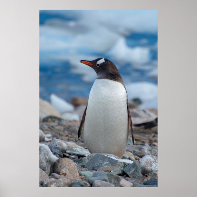 Poster Antarctique. Neko Harbour. Penguin Gentoo (Devant)