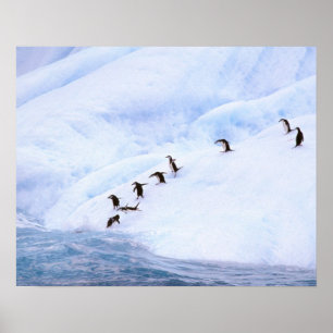 Poster Antarctique, péninsule Antarctique. Écran