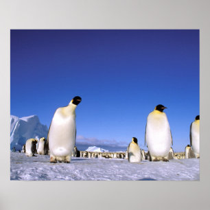 Poster Antarctique, péninsule Antarctique, mer de Weddell