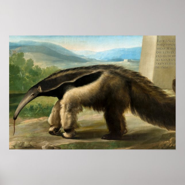 Poster Anteater géant de Sa Majesté par Anton R. Mengs (Devant)