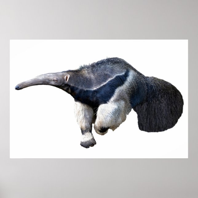 Poster Anteater géant isolé marche Carte postale T-shirt (Devant)