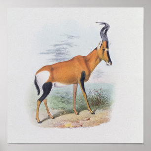 Poster Antelope, du livre d'Antelopes,