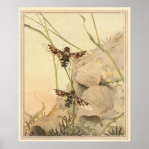 Poster ANTHRAX FLY - Illustration du livre d'insectes