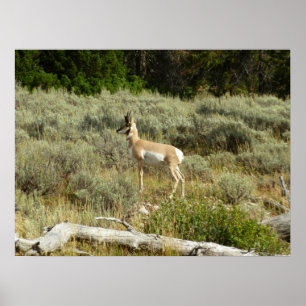 Poster Antilocapre dans le parc national de Grand Teton