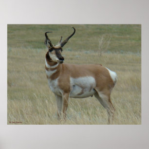 Poster Antilope d'Amérique A37 Cornes torses