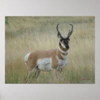 Antilope d'Amérique A8 Grand Buck