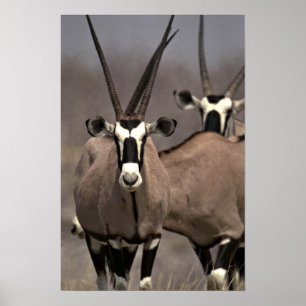 Poster Antilope d'oryx