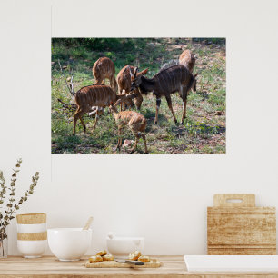 Poster Antilope nyala gracieuse en Afrique