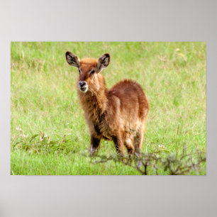 Poster Antilope Waterbuck de brun de jeunes des images  