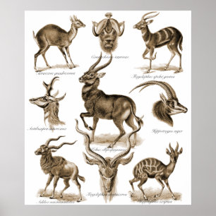 Poster Antilopes