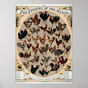 Poster Antique 1868 Volaille du monde
