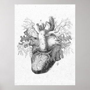Poster Antique Anatomy Heart Black & White Vintage