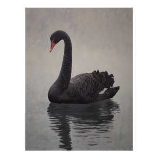 Poster Antique Black Swan Art Print