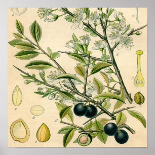 Poster Antique Blackthorn Botanique Imprimé Fleur Berry