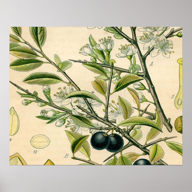 Poster Antique Blackthorn Botanique Imprimé Fleur Berry (Devant)