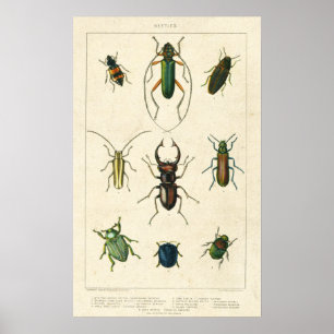 Poster Antique Charte du dendroctone du pin ponderosa