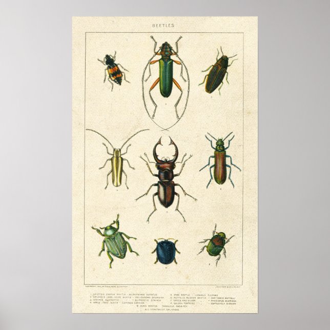 Poster Antique Charte du dendroctone du pin ponderosa (Devant)