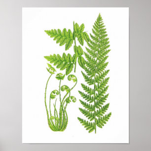 Poster Antique Fern Imprimer n° 7 Green Nature Botanical 