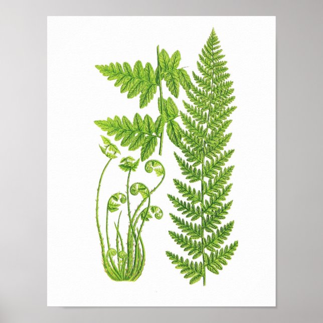 Poster Antique Fern Imprimer n° 7 Green Nature Botanical  (Devant)