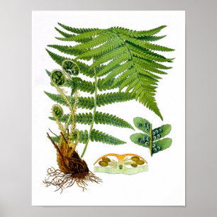 Poster Antique Fern Imprimer No 8 Green Nature Botanical
