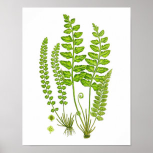 Poster Antique Fern Print #12 Green Nature Botanical Art
