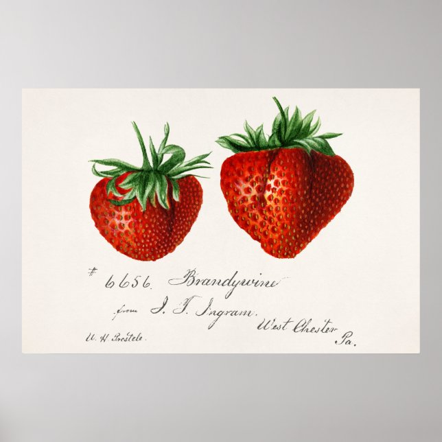 Poster Antique fraises Griscom Passmor (Devant)
