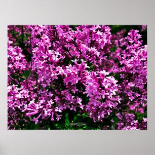 Poster - Antique Lilacs violet à Highland Park