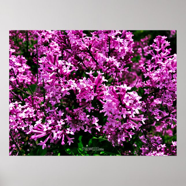 Poster - Antique Lilacs violet à Highland Park (Devant)