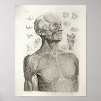 Poster Antique Médicale Imprimer Muscles Tête Cou