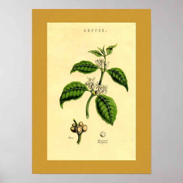 Poster Antique Plante de café Botanique Imprimer (Devant)
