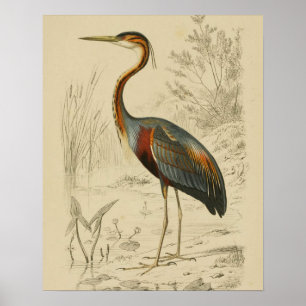 Poster Antique Purple Heron Travers Edouard Imprimer