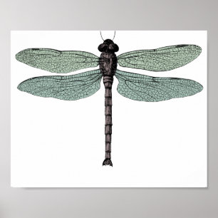 Poster Antique Typographic Vintage Dragonfly Drawing