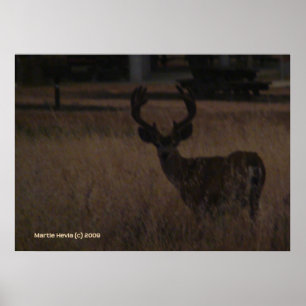 Poster Antlers de cerfs