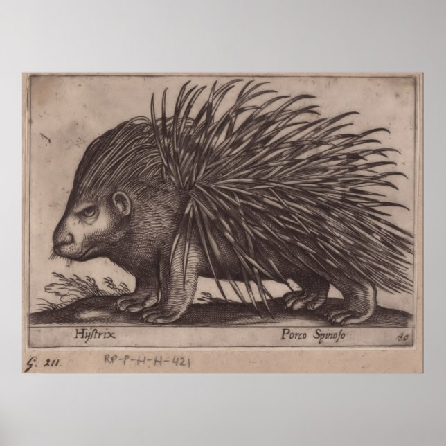 Poster Antonio Tempesta - Stekelvarken - Porco Spinoso (Devant)