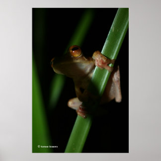 Poster Anura_2