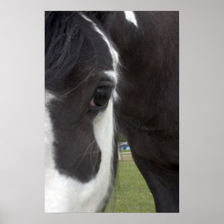Poster Apache Gypsy Vanner Cob