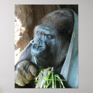 Poster Ape hood ~ Japanese Gorilla Eating