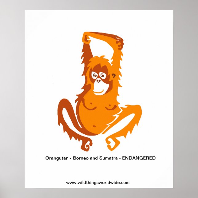 Poster Ape - ORANGUTAN - Animal en voie de disparition (Devant)