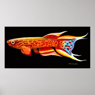 Poster Aphyosemion Australe Killifish