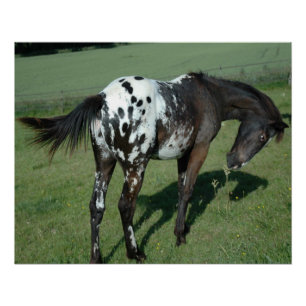 Poster Appaloosa Horse
